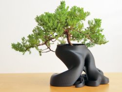 gcreate_bonsai_fullsize_preview_featured.jpg